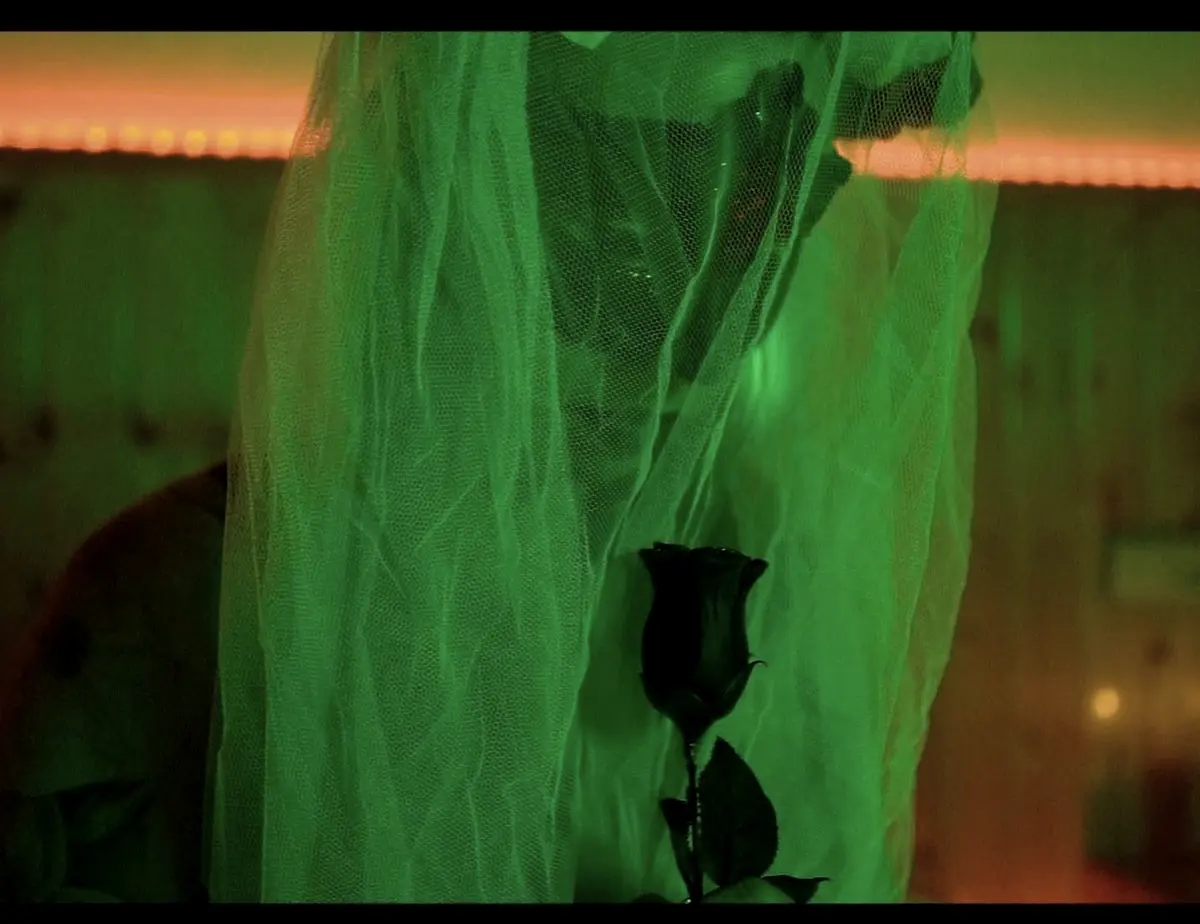 A black rose behind green fabric
